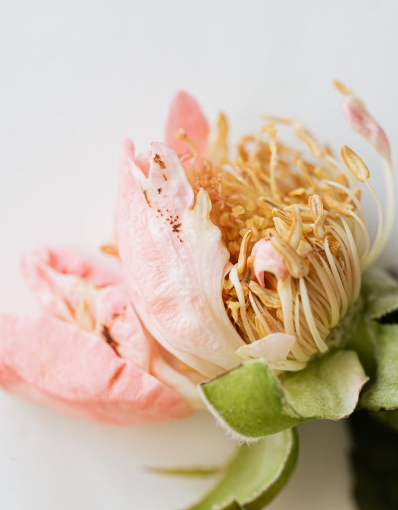 withering flower on white surface